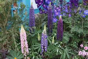 多彩羽扇豆花绽放美景