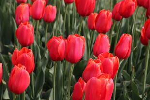 鲜艳红色郁金香花海