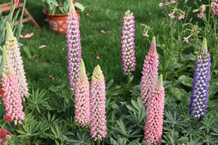 多彩羽扇豆花绽放于草地