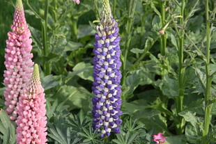 多彩羽扇豆花绽放