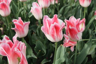 粉色条纹郁金香绽放