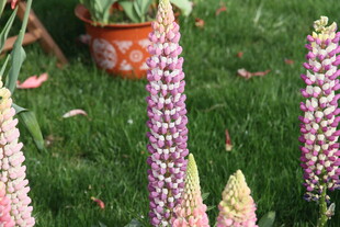 美丽羽扇豆花绽放于草地