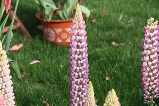 多彩羽扇豆花绽于草地