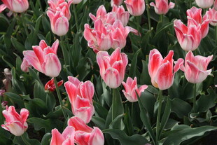 粉白相间的美丽郁金香