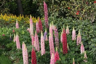 鲜艳穗状花卉绽放花园