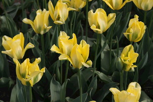 黄色郁金香绽放美景