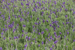 紫色花海 浪漫自然景致