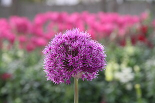 独株紫花绽放于多彩花丛