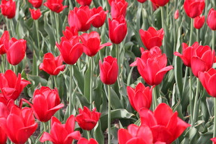 红色郁金香花海