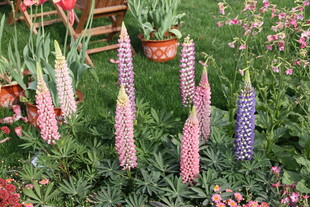 多彩羽扇豆花绽放花园