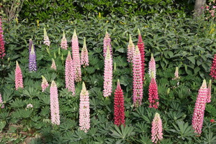 羽扇豆花绽放于绿意间