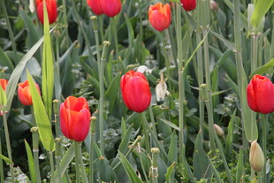 鲜艳红郁金香绽放于草地