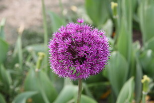 紫色球状花卉特写