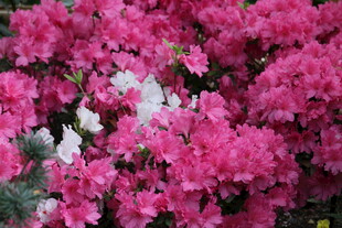 艳丽绽放的粉色杜鹃花