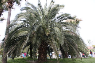 高大棕榈树于户外场景