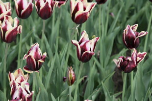 多彩郁金香绽放于绿野