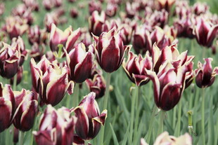 多彩条纹郁金香花海