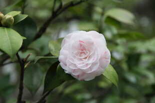 粉色山茶花绽放枝头