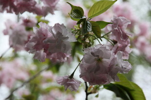 粉嫩樱花枝头绽放