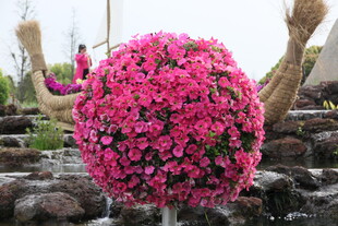 粉色繁花球 装点别致景观