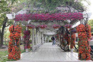 花廊美景 漫步浪漫通道