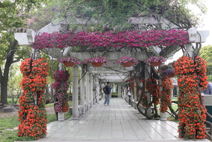 花饰长廊 浪漫景观