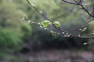 枝头新绿初绽