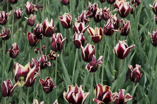 紫白相间郁金香花海