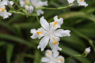 清新白色小花绽放