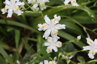 清新白色小花绽放绿意间