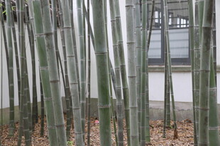 庭院中挺立的青竹