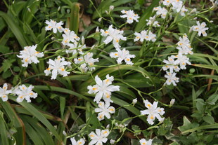 白色小花绽放于绿叶间