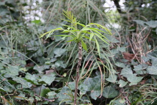 林中绿植 生机盎然