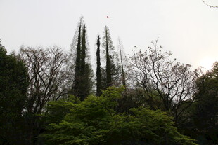 高耸树木立于葱郁林间