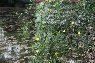 石墙边的繁茂果树