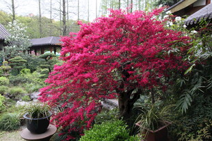 庭院中盛开的艳丽红花树