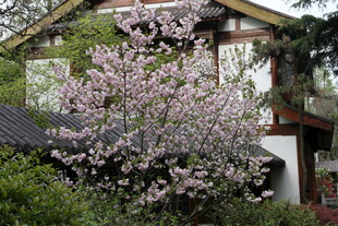 春日繁花簇拥的温馨小屋