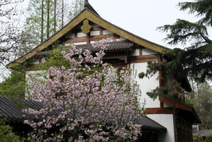 中式古建旁绽放的繁花