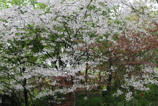 春日繁花盛开的树木景观