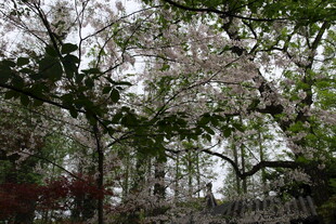 春日繁花盛开的树林