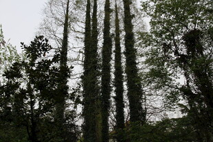 高耸入云的挺拔树木