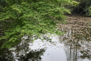 林间静谧水塘 绿意环绕