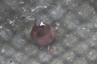 地面上的一只棕色鸽子