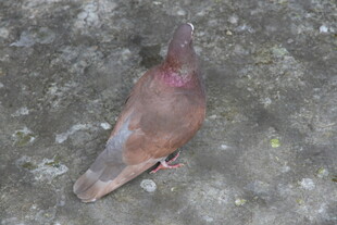 地面上的一只彩色鸽子