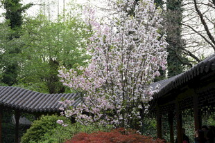 古亭旁盛开的烂漫樱花