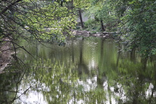 林间静谧小河 绿意盎然