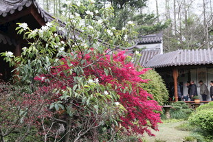 中式庭院繁花点缀景致