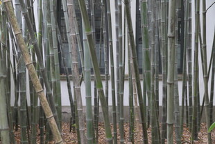 竹林中的挺拔竹竿