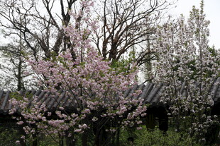 春日繁花盛开的美丽树景