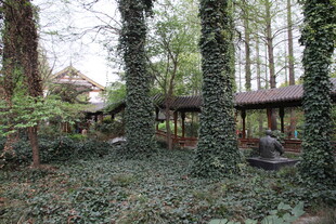 林间木屋 静谧自然之景